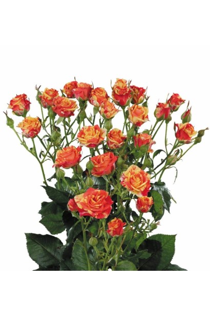 Букет з троянд сорту Фаєр Флеш